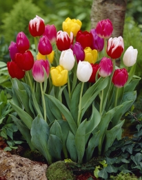 images/productimages/small/16D_N584 TULP MIX_web.jpg